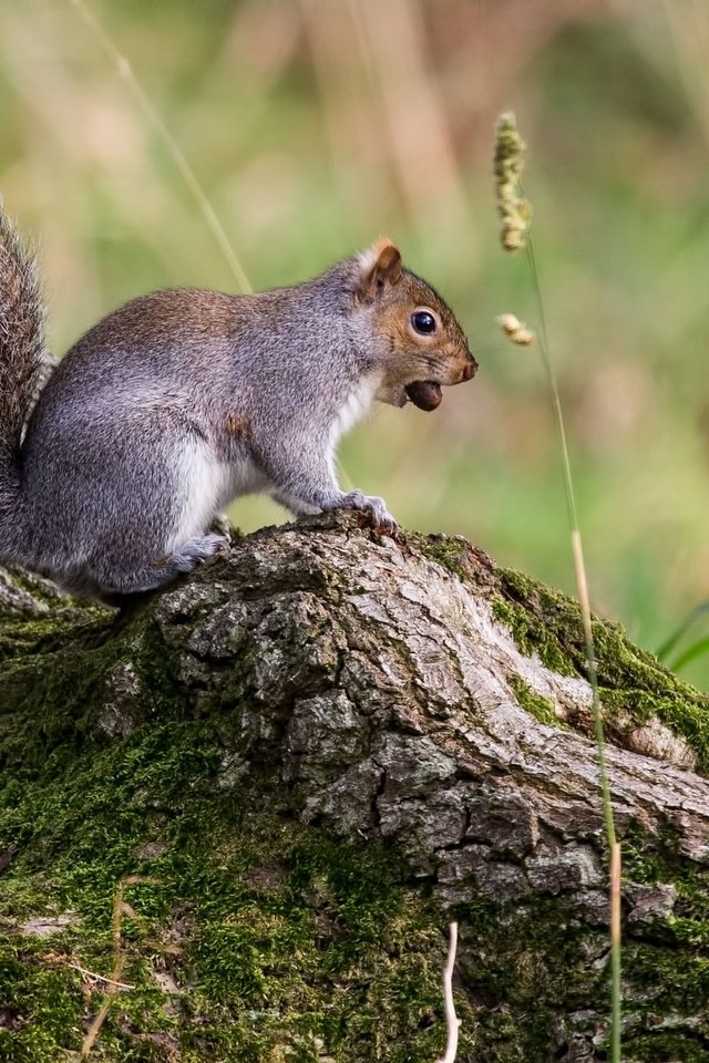 Обои дерево, животные, мох, белка, грызун, tree, animals, moss, protein, rodent разрешение 2048x1365 Загрузить