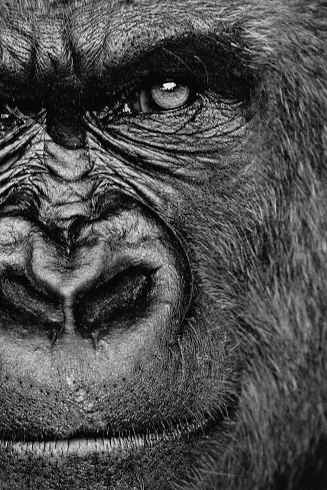 Обои взгляд, обезьяна, горилла, look, monkey, gorilla разрешение 1920x1200 Загрузить