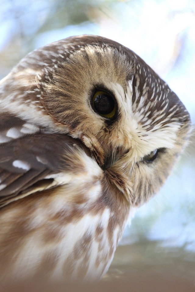 Обои сова, природа, лес, ветви, птица, воробьиный сыч, owl, nature, forest, branch, bird, pygmy owl разрешение 1920x1200 Загрузить