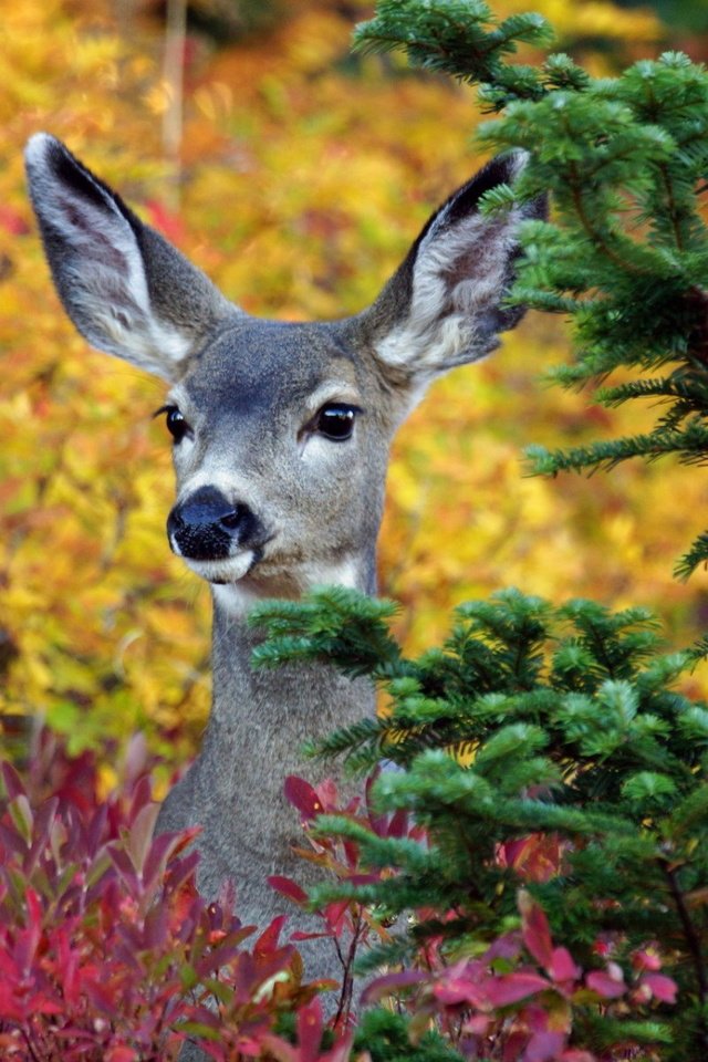 Обои деревья, лес, олень, осень, ушки, животное, trees, forest, deer, autumn, ears, animal разрешение 1920x1200 Загрузить