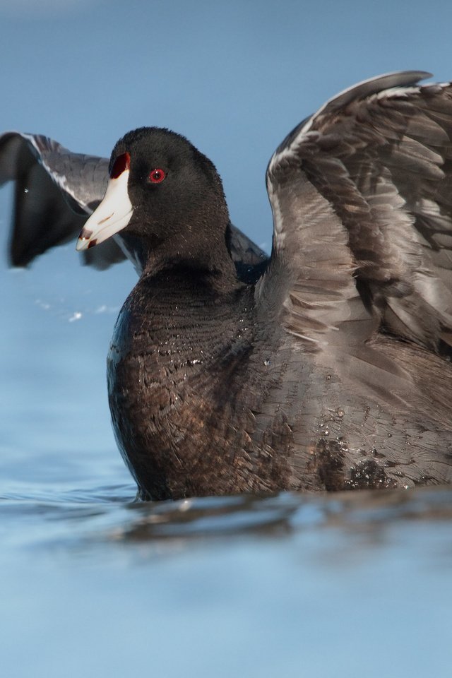 Обои вода, отражение, крылья, птица, утка, лысуха, water, reflection, wings, bird, duck, coot разрешение 2048x1198 Загрузить