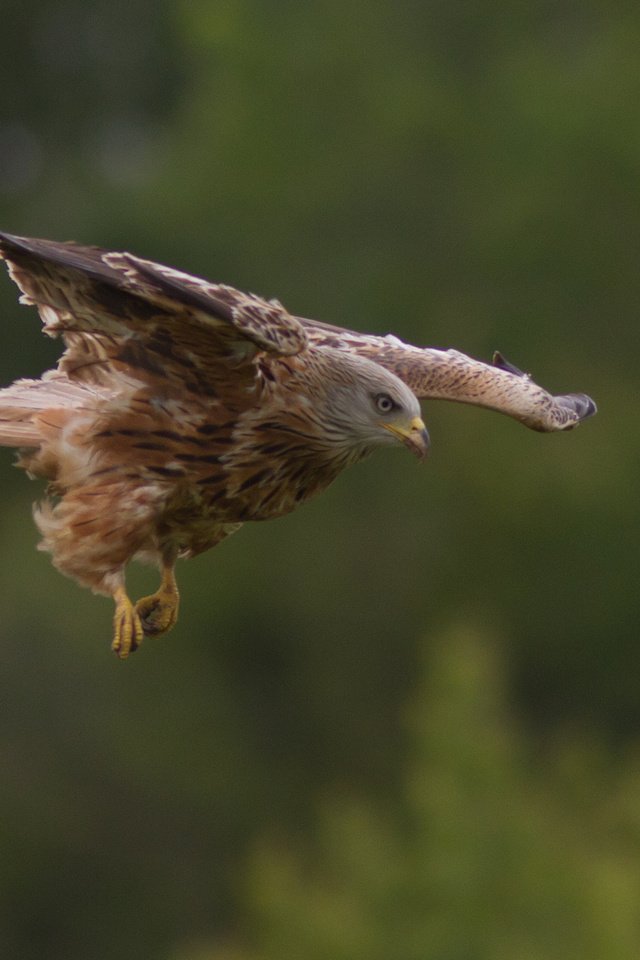 Обои природа, полет, крылья, птица, хищная, nature, flight, wings, bird, predatory разрешение 2048x1366 Загрузить