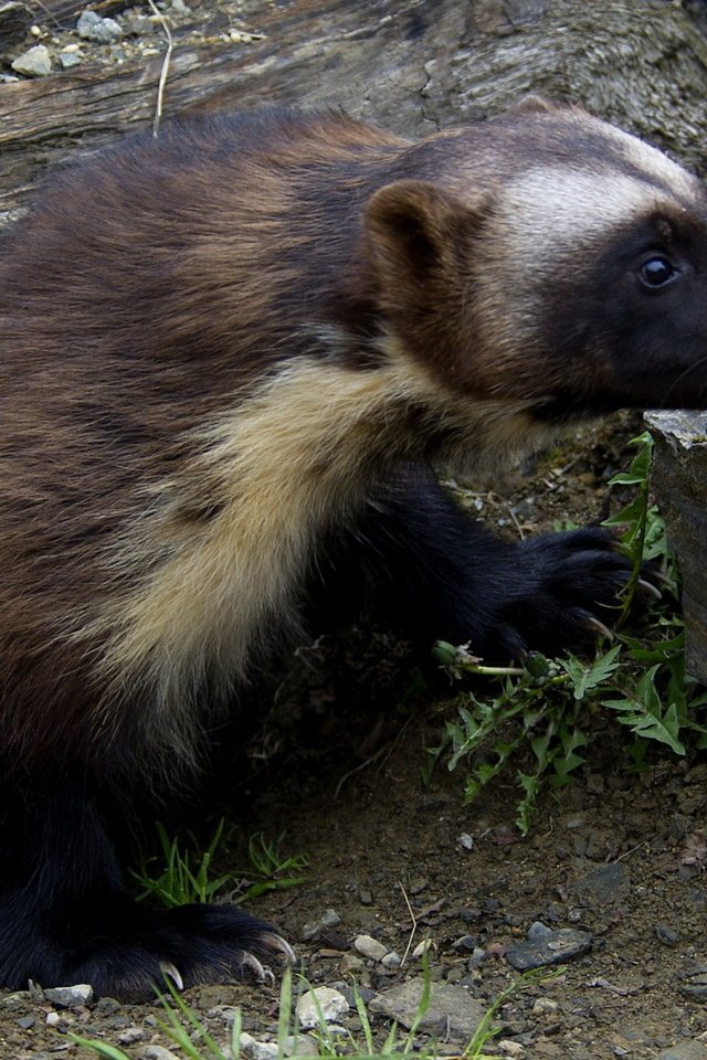 Обои трава, природа, животные, росомаха, росомаха.камни, grass, nature, animals, wolverine, wolverine.stones разрешение 1920x1200 Загрузить