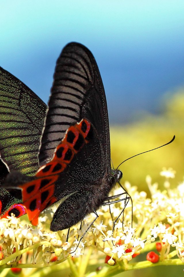 Обои цветы, макро, бабочка, крылья, насекомые, размытость, flowers, macro, butterfly, wings, insects, blur разрешение 2048x1366 Загрузить