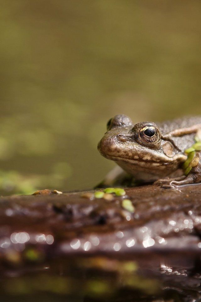 Обои вода, животные, лягушка, пруд, жаба, water, animals, frog, pond, toad разрешение 2048x1339 Загрузить