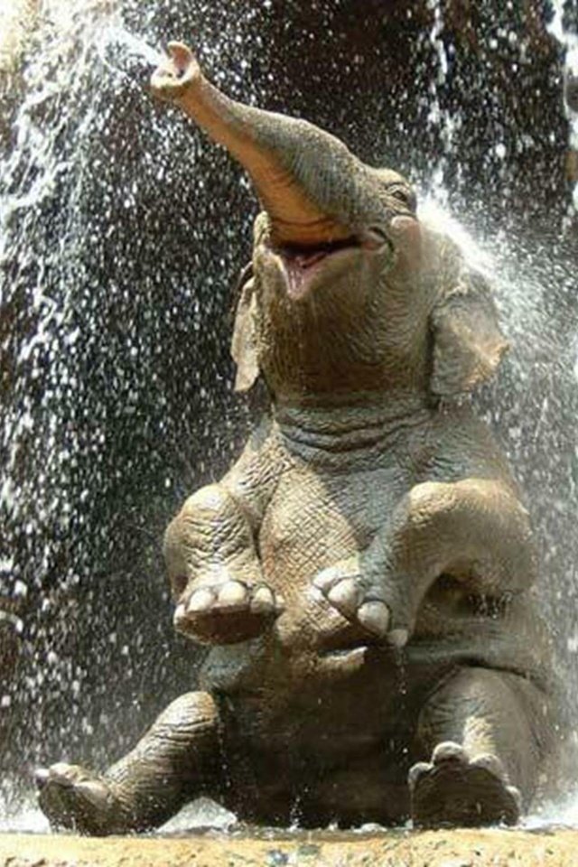Обои слон, душ, elephant, shower разрешение 2000x1437 Загрузить