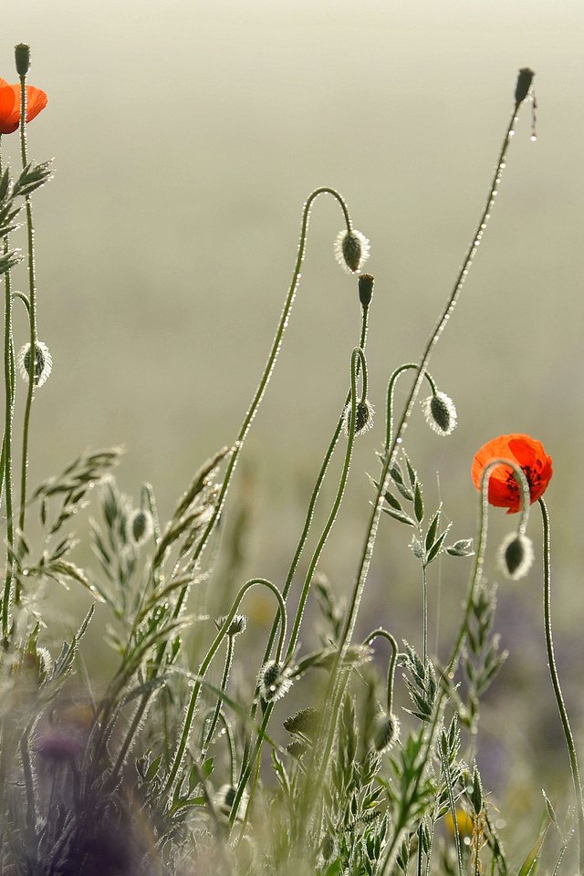 Обои цветы, трава, утро, поле, роса, капли, маки, луг, flowers, grass, morning, field, rosa, drops, maki, meadow разрешение 2560x1600 Загрузить