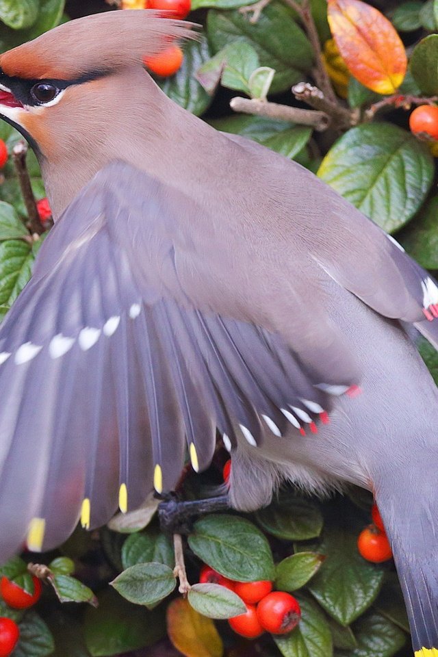 Обои листья, ветки, птица, ягоды, куст, окрас, свиристель, хохолок, leaves, branches, bird, berries, bush, color, the waxwing, crest разрешение 1920x1200 Загрузить