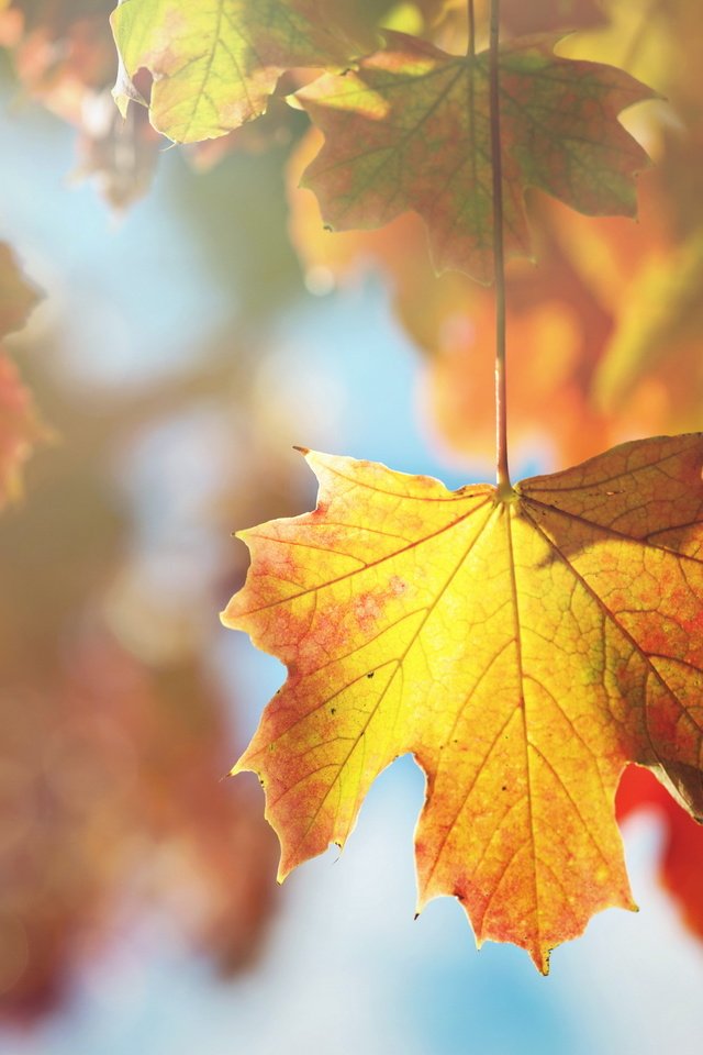 Обои дерево, листья, макро, ветки, листва, осень, клен, tree, leaves, macro, branches, foliage, autumn, maple разрешение 2560x1600 Загрузить