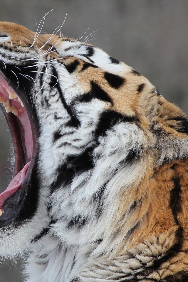 Обои тигр, морда, клыки, пасть, зевает, дикая кошка, амурский, tiger, face, fangs, mouth, yawns, wild cat, amur разрешение 2560x1706 Загрузить