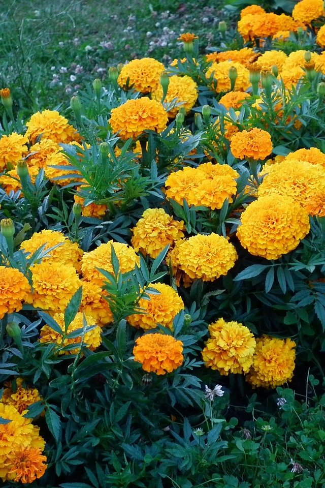 Обои бархатцы, цветы., желтые цветы, marigolds, flowers., yellow flowers разрешение 2048x1536 Загрузить