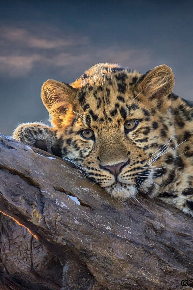 Обои дерево, кошка, взгляд, леопард, хищник, отдых, tree, cat, look, leopard, predator, stay разрешение 1920x1200 Загрузить
