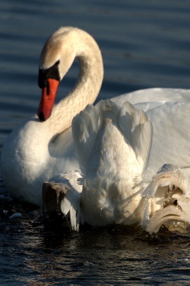 Обои вода, крылья, белый, птицы, лебедь, water, wings, white, birds, swan разрешение 2592x1725 Загрузить