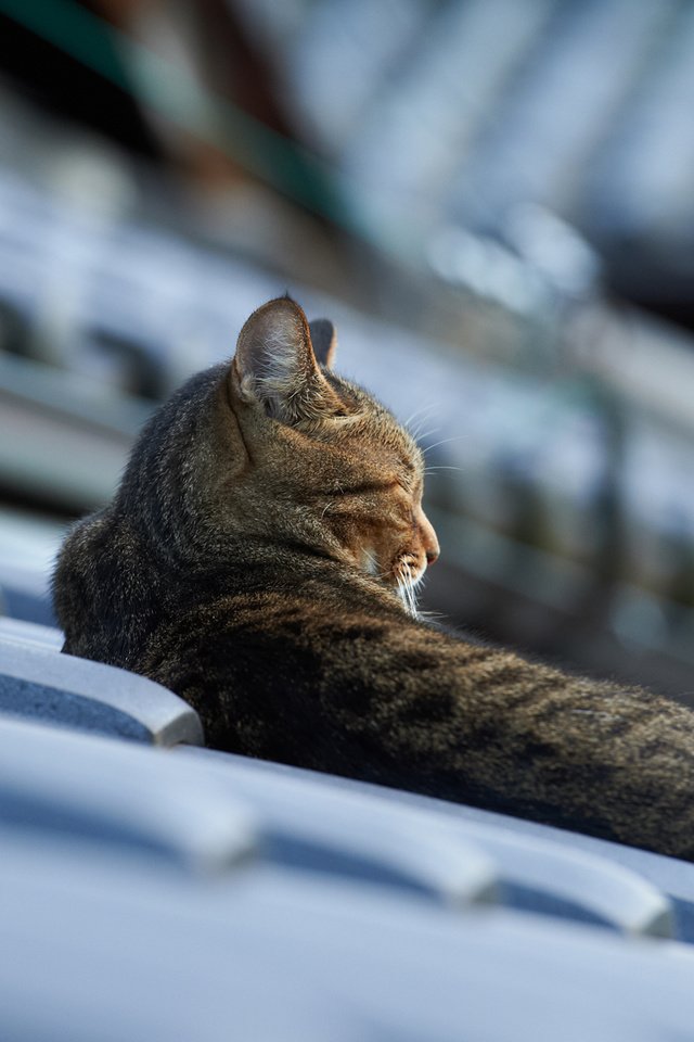 Обои кот, кошка, лежит, крыша, черепица, cat, lies, roof, tile разрешение 1920x1200 Загрузить