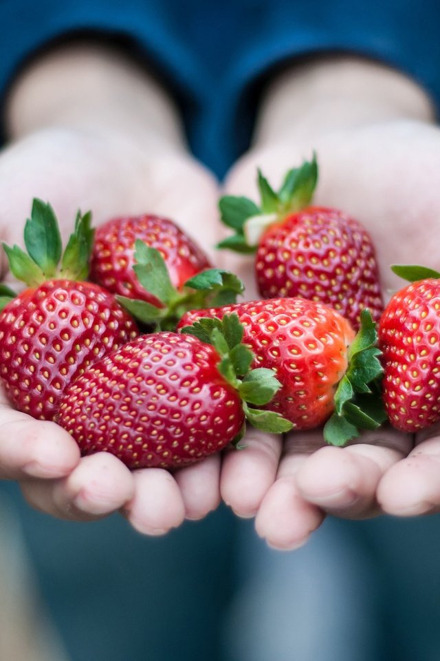 Обои красная, клубника, ягоды, руки, ладони, red, strawberry, berries, hands, palm разрешение 2048x1360 Загрузить