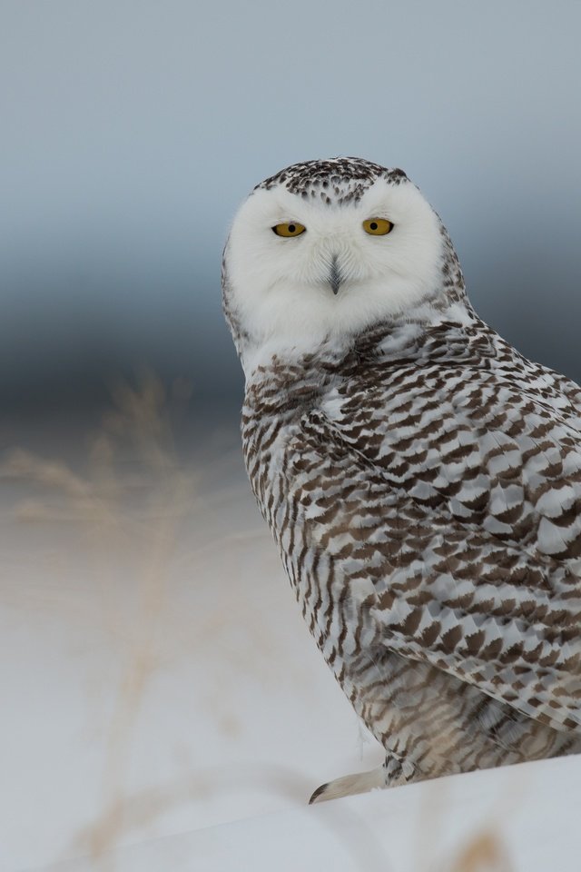 Обои сова, снег, птица, полярная сова, белая сова, owl, snow, bird, snowy owl, white owl разрешение 2560x1600 Загрузить