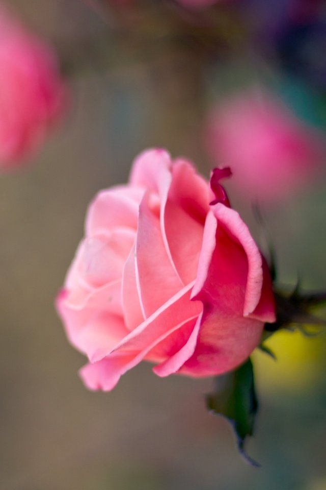 Обои цветок, роза, лепестки, размытость, бутон, розовая, flower, rose, petals, blur, bud, pink разрешение 2560x1600 Загрузить