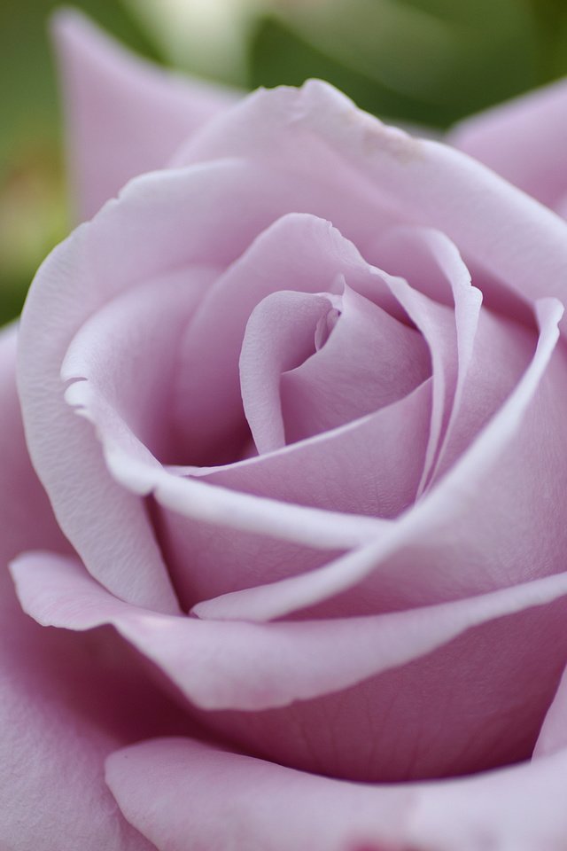 Обои макро, цветок, роза, розовая, macro, flower, rose, pink разрешение 3008x2000 Загрузить