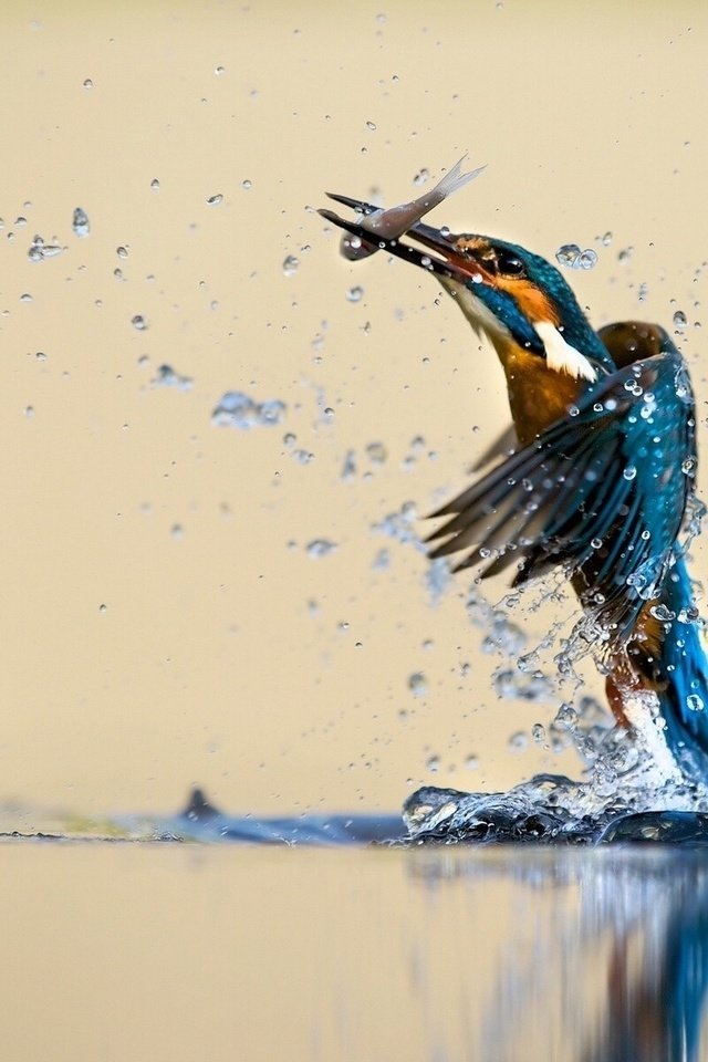 Обои птица, охота, зимородок, bird, hunting, kingfisher разрешение 1920x1200 Загрузить