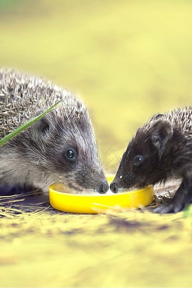 Обои природа, фон, ежики, семейство, пьют молоко, nature, background, hedgehogs, family, drink milk разрешение 1920x1200 Загрузить