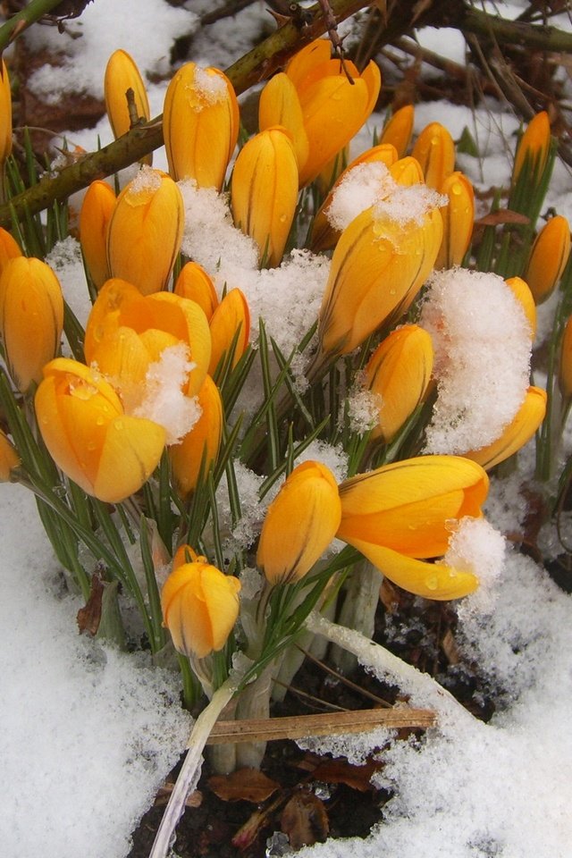 Обои цветы, снег, природа, весна, крокусы, первоцветы, flowers, snow, nature, spring, crocuses, primroses разрешение 1920x1200 Загрузить