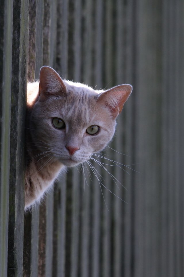 Обои кот, кошка, взгляд, забор, рыжий, cat, look, the fence, red разрешение 2560x1600 Загрузить