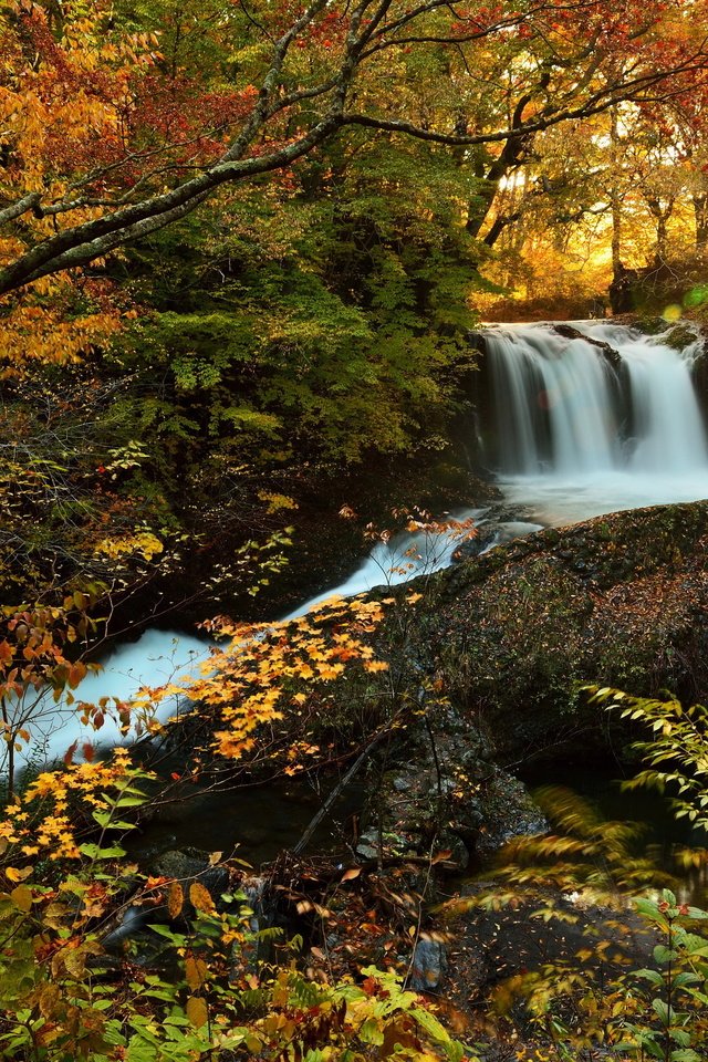 Обои солнце, лес, водопад, осень, природа., the sun, forest, waterfall, autumn, nature. разрешение 3000x1997 Загрузить