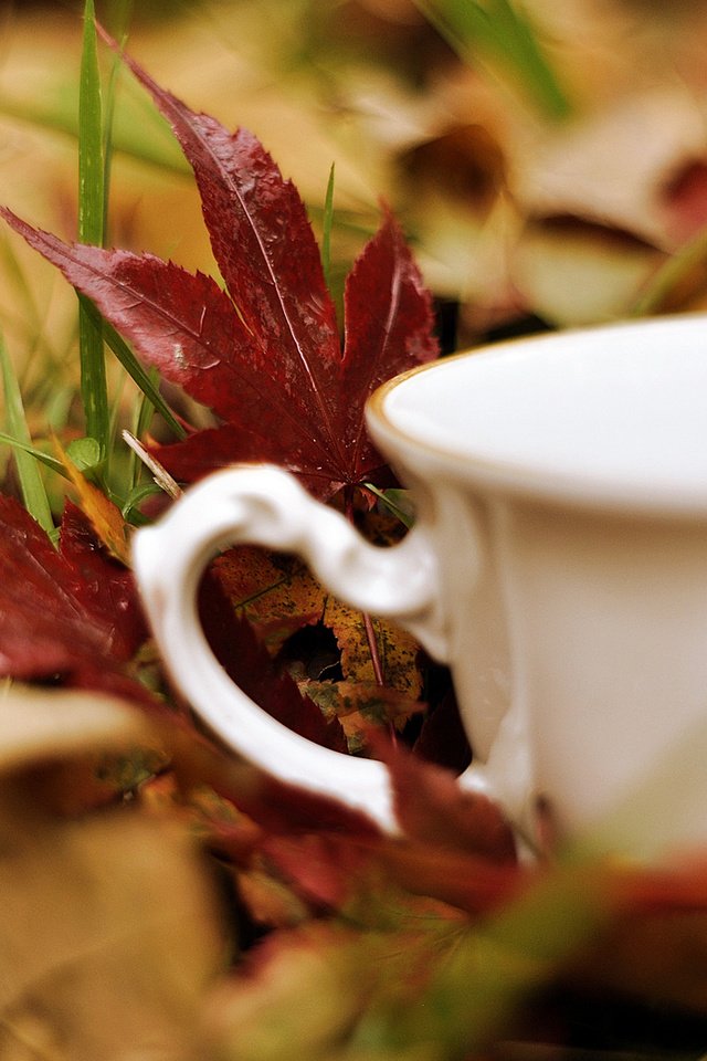 Обои трава, листья, кружка, чашка, белая, grass, leaves, mug, cup, white разрешение 2000x1328 Загрузить