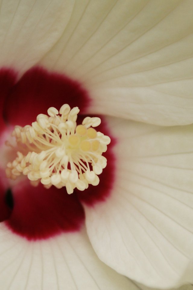 Обои макро, белый, веток, гибискус, серединка, macro, white, branches, hibiscus, middle разрешение 1920x1200 Загрузить