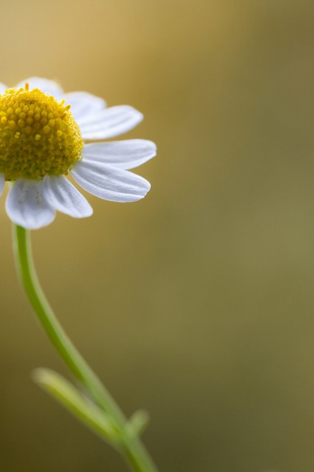 Обои природа, макро, фон, цветок, ромашка, nature, macro, background, flower, daisy разрешение 2048x1365 Загрузить