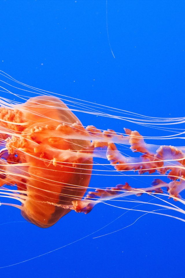 Обои море, медузы, подводный мир, sea, jellyfish, underwater world разрешение 1920x1200 Загрузить