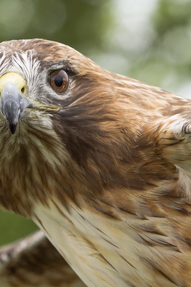 Обои природа, орел, птицы, клюв, перья, крупным планом, хищная, nature, eagle, birds, beak, feathers, closeup, predatory разрешение 1920x1200 Загрузить