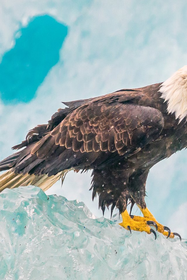 Обои лёд, орел, птица, белоголовый орлан, ice, eagle, bird, bald eagle разрешение 4096x2160 Загрузить