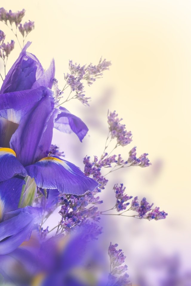 Обои цветы, букет, ирисы, flowers, bouquet, irises разрешение 5000x3922 Загрузить