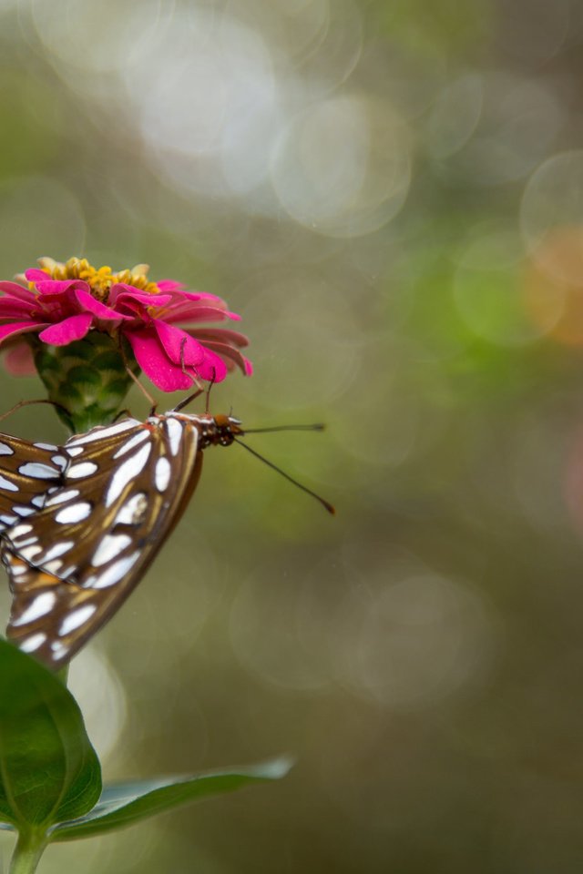 Обои цветок, насекомые, бабочки, flower, insects, butterfly разрешение 2048x1365 Загрузить