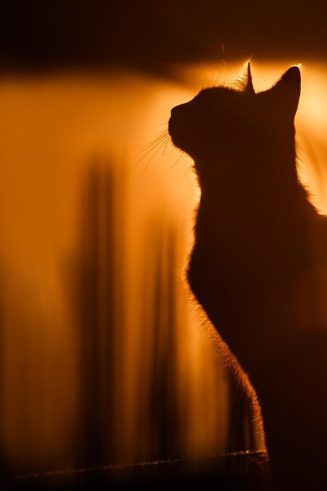 Обои кот, кошка, силуэт, солнечный свет, cat, silhouette, sunlight разрешение 2048x1365 Загрузить