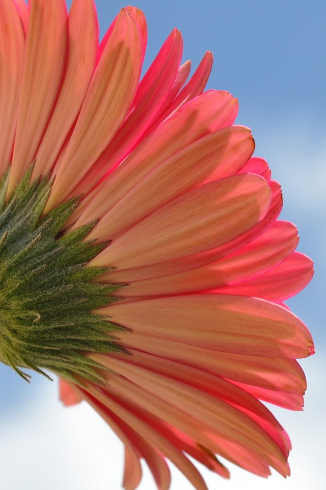 Обои небо, макро, цветок, гербера, the sky, macro, flower, gerbera разрешение 2048x1360 Загрузить