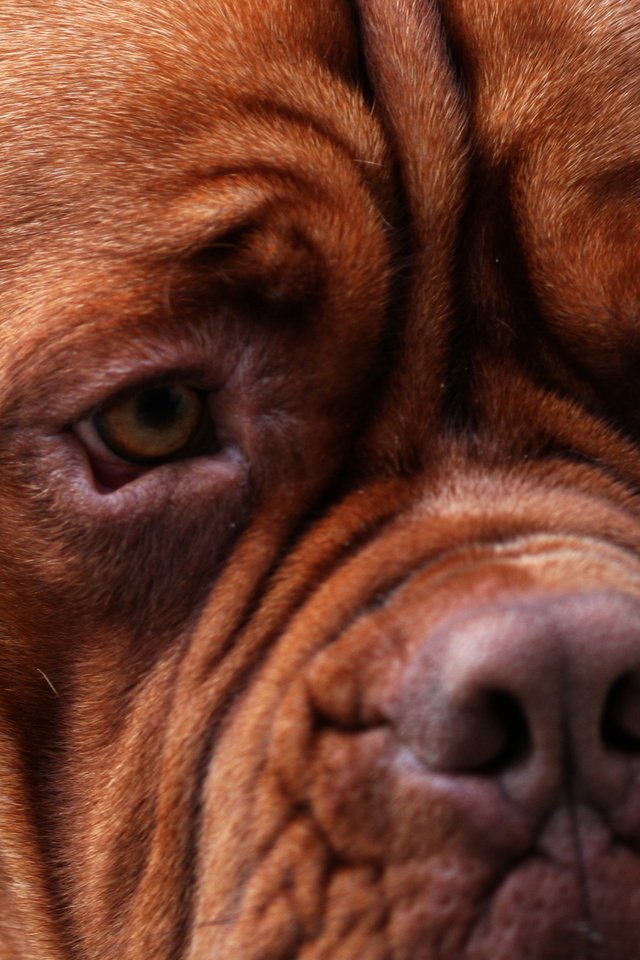 Обои глаза, морда, бордоский дог, eyes, face, dogue de bordeaux разрешение 2560x1600 Загрузить