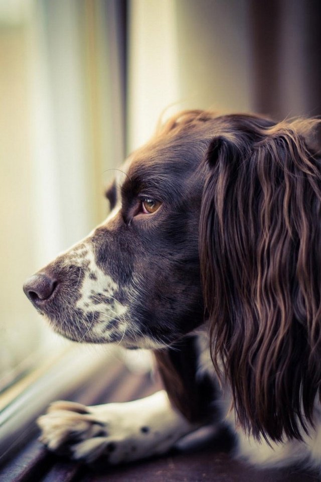 Обои морда, грусть, взгляд, собака, окно, спаниель, face, sadness, look, dog, window, spaniel разрешение 1920x1200 Загрузить