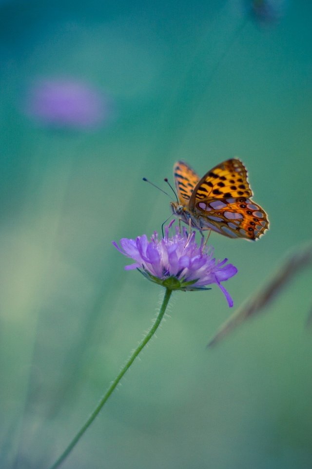 Обои цветок, бабочка, насекомые, размытость. фон, flower, butterfly, insects, blur. background разрешение 1920x1200 Загрузить