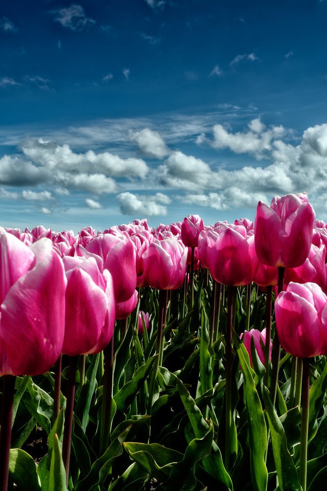 Обои небо, цветы, облака, поле, луг, весна, тюльпаны, розовые, the sky, flowers, clouds, field, meadow, spring, tulips, pink разрешение 2048x1365 Загрузить