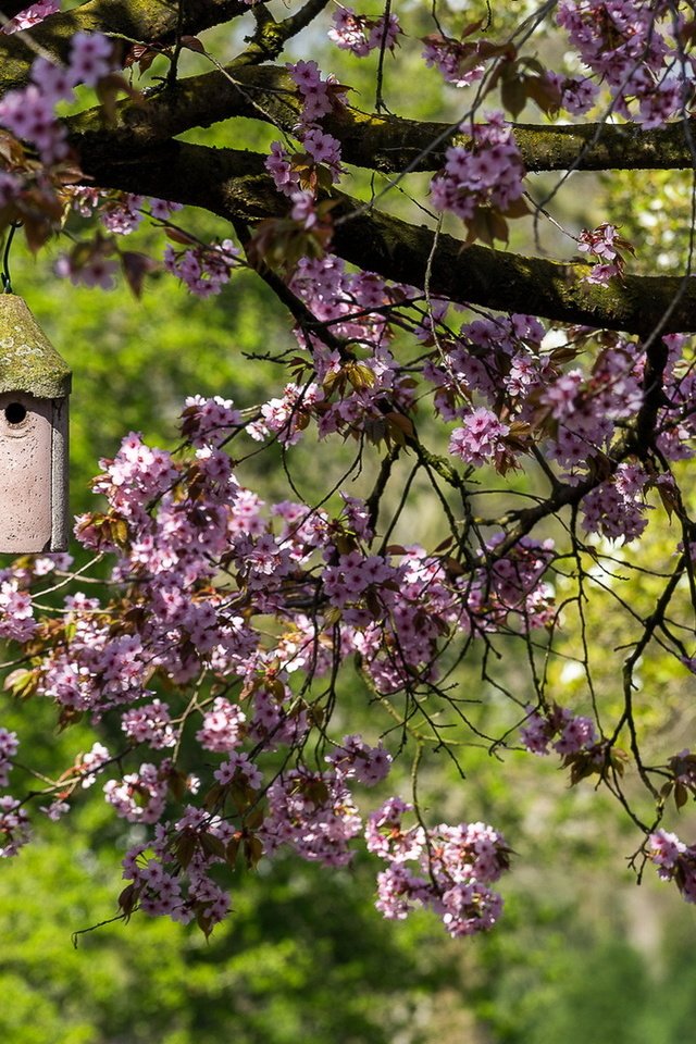 Обои дерево, цветение, ветки, весна, домик, сакура, кормушка, tree, flowering, branches, spring, house, sakura, feeder разрешение 1920x1080 Загрузить