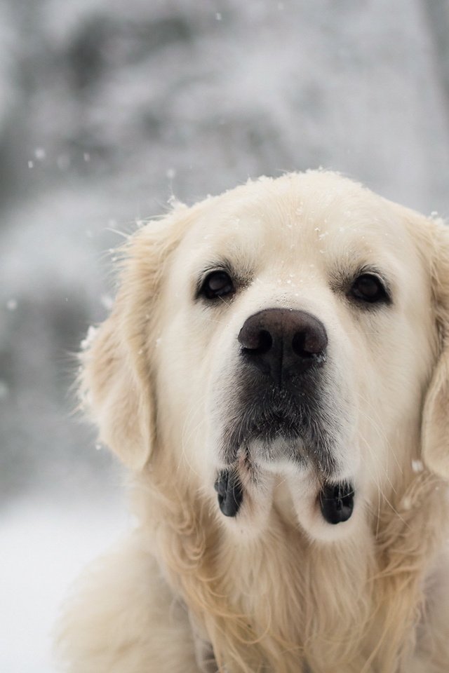 Обои снег, взгляд, собака, лабрадор, золотистый ретривер, snow, look, dog, labrador, golden retriever разрешение 1920x1200 Загрузить