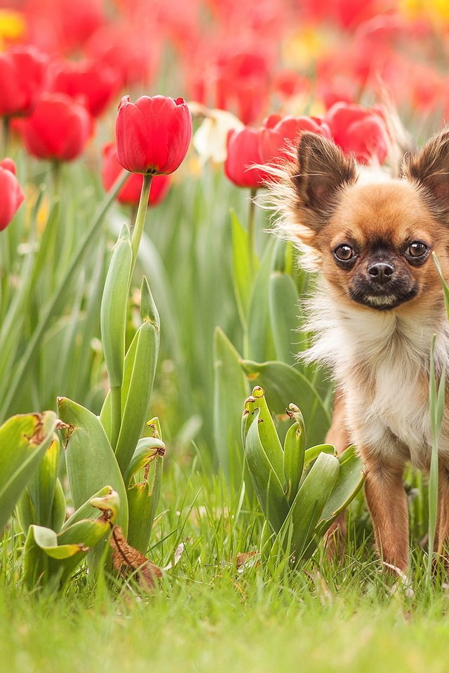 Обои цветы, трава, собака, тюльпаны, чихуахуа, flowers, grass, dog, tulips, chihuahua разрешение 1920x1200 Загрузить