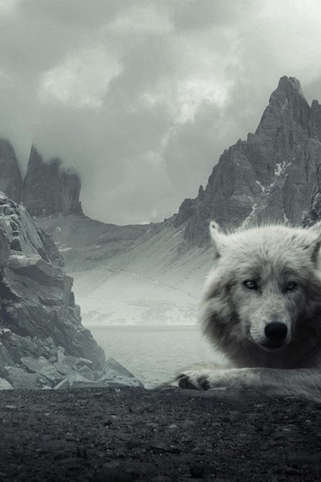 Обои горы, хищник, волк, mountains, predator, wolf разрешение 2880x1800 Загрузить