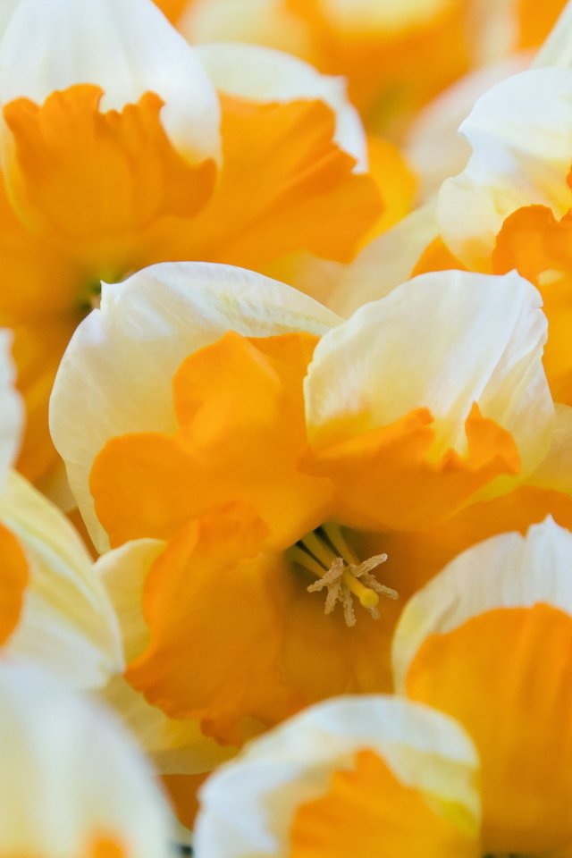 Обои цветы, макро, лепестки, много, нарциссы, желтые, flowers, macro, petals, a lot, daffodils, yellow разрешение 2047x1280 Загрузить