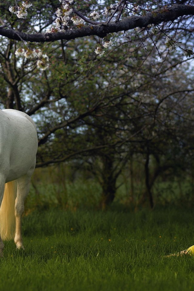 Обои лошадь, трава, природа, дерево, девушка, профиль, конь, желтое платье, horse, grass, nature, tree, girl, profile, yellow dress разрешение 1920x1200 Загрузить