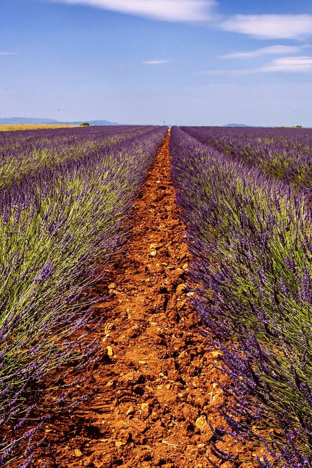 Обои небо, дорога, цветы, поле, лаванда, горизонт, дом, ферма, the sky, road, flowers, field, lavender, horizon, house, farm разрешение 2048x1153 Загрузить