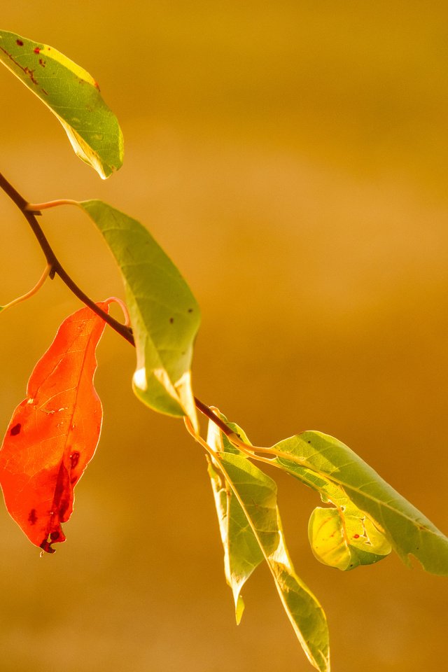 Обои ветка, природа, листья, фон, осень, branch, nature, leaves, background, autumn разрешение 2048x1365 Загрузить