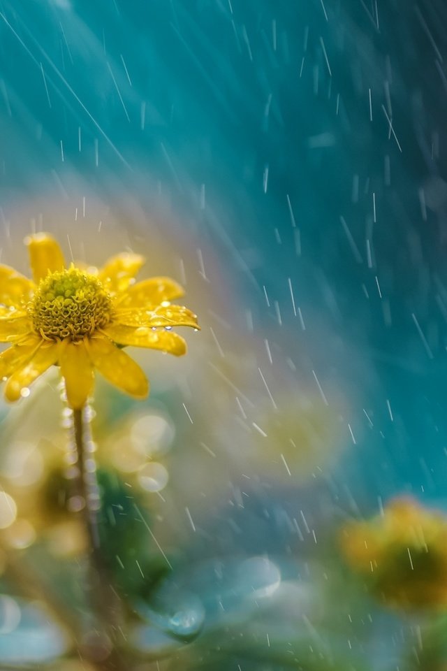 Обои цветы, природа, дождь, желтые, flowers, nature, rain, yellow разрешение 1928x1285 Загрузить